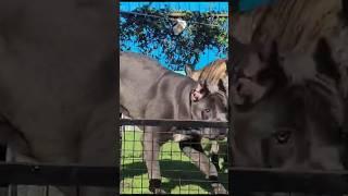 "The Perfect Cane Corso Pair: A Match Made in Heaven" #adorable