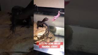 Lizard dives for food! #asianwatermonitor #reptile #petreptile
