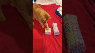 Pretty Paper #cat