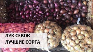 ЛУК СЕВОК. ЛУЧШИЕ СОРТА ЛУКА СЕВОК. ПОЛНЫЙ ОБЗОР!