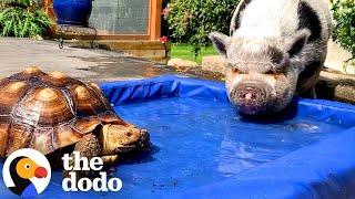 Rescue Pig's Better Half Is A Tortoise | The Dodo