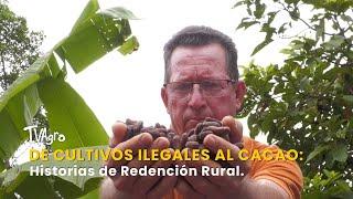 From Illegal Crops to Cocoa: Stories of Rural Redemption - TvAgro by Juan Gonzalo Angel