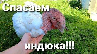 ВЗРОСЛОГО ИНДЮКА РАСКЛЕВАЛИ! / ЧТО ДЕЛАТЬ? / ЛЕЧИМ ИНДЕЙКУ