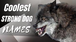 10 Coolest STRONG DOG NAMES