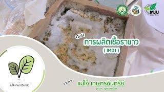 รายการแม่โจ้เกษตรอินทรีย์ | ตอน การผลิตเชื้อราขาว ( IMO1 )