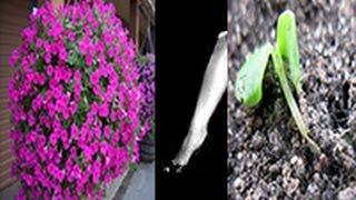 Blackleg from seedlings petunias. An easy way. Why dying seedlings?