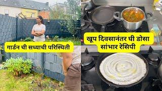 गार्डन ची सध्याची परिस्थिती | खूप दिवसानंतर घी डोसा सांभार रेसिपी | Garden updates #1083