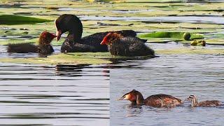 Eurasian coot with chick and the great crested grebe. Birds in the wild