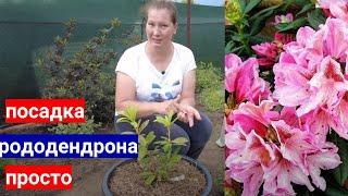 Сажайте РОДОДЕНДРОНЫ в контейнеры - минимум  ухода, 100% приживаемость.