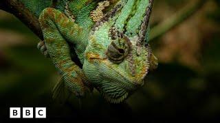 David Attenborough's perplexing history of the chameleon | BBC Global