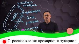 Строение клеток прокариот и эукариот. 8 класс.