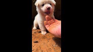 Little Butt, a pretty big-tempered, a cute pet, a puppy, a Chinese pastoral dog, a dog