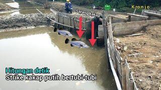 EDASS!! Spot tersembunyi kakapnya banyak banget!!! mancing kakap ditambak