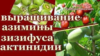 СЕЕМ  ГОРЧИЦУ  В КЛУБНИКУ.. ВЫРАЩИВАНИЕ АЗИМИНЫ ЗИЗИФУСА..В гостях  у VSELENNAY  UVLECHENIY. Обзор