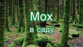 Мох в саду / все ‘’за’’ и  ‘’против’’