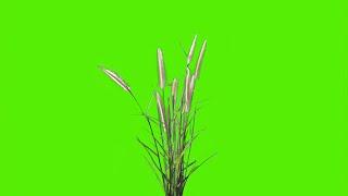 Flower grass green screen video download | Green screen grass moving