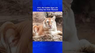 AVA, the Golden tiger cub from Thailand
