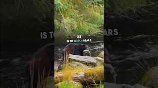 A Tour of Ketchikan Alaska #alaskacruise #alaska #travelvlog #bears #wildlife