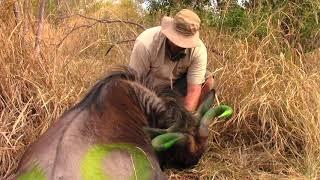 Wildebeest Rescue