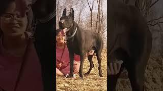 This dog is creating the new generation 605