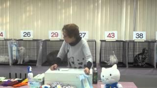 Nishi Nihon Cat Club Ring2 Yayoi Satoh(AB) Best Cat Brettachtal's Rolls Royc