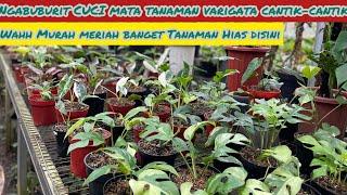 NGABUBURIT CUCI MATA TANAMAN VARIGATA CANTIK-CANTIK⁉️