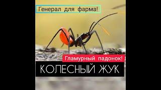 КОЛЕСНЫЙ ЖУК! ОБЗОР!  Баффы для носителей и урон! The Ants: Underground Kingdom