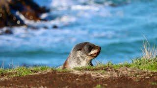 The north coast of Otago; Oamaru, Moeraki and Shag Point