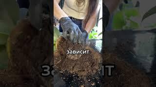 #комнатныерастения #фитодизайн #озеленение