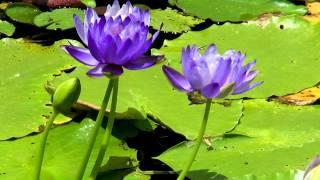 Nymphaea gigantea