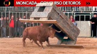 CONCURSO DE TOROS ◾ MONCADA ◾  (Benavent / Alba Atenea / F.Machancoses/ G.Vidal / Parejo / H. Cali)