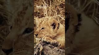 Cute! The Innocent Face Of A Little Lion Cub When He Is Sleepy 