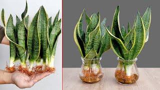 Growing hydroponic tiger tongue tree at home simple, protecting your family's health