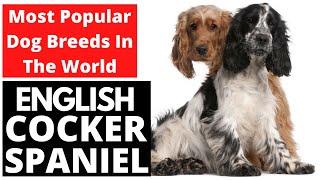 English Cocker Spaniel | Most Popular Dog Breeds In The World!!!