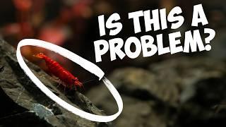 7 Problems Cherry Shrimp Keepers Shouldn't Worry About