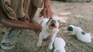 Puppy Whose Legs Splayed Out IsDetermined To Learn To Run The Dodo