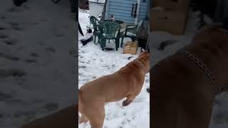 XL American bully loves playing in the snow️ with his girl #sfb #americanbully #santosfamilybullies