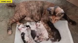 Si belang melahirkan 4ekor tapi anak nya meninggal#chennel hansil#meninggal#kucing kampung#