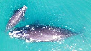 Humpback Whale and its Calf .