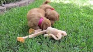 SafariDoodles: Cent's Pups: video #1