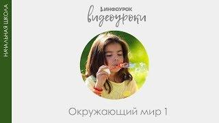 Разнообразие растений | Окружающий мир 1 класс #24 | Инфоурок