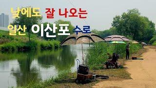 낮에도 잘 나오는 일산 이산포 수로!! 붕어낚시