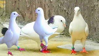 Очень Интересный Голуби от Унана город Майкоп,Very Interesting Pigeons from Unan the city of Maykop!