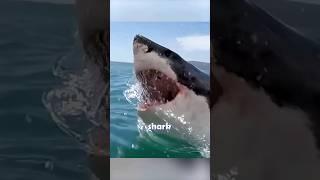 Great White Shark ATTACK! 