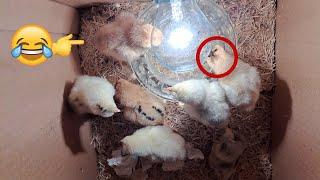 Build Your Own mini incubator: Easier Than You Think!