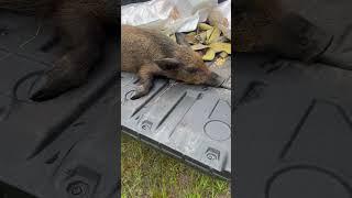 Pig DOWN#hunting #huntingseason #hunter #hunt #pig #pighunting #outdoors #outdoor #canam #pigs #hogs