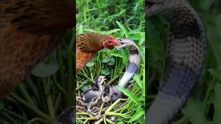 Brave Mother Hen: Fighting a Snake to Protect Her Chicks p7
