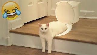  Laugh Uncontrollably! Best Funny Cat Videos 2024  Funniest Animals 