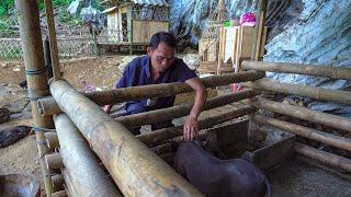 The Country Boy feeds the pigs and other animals on his Farm | Pig care for Single Old Man