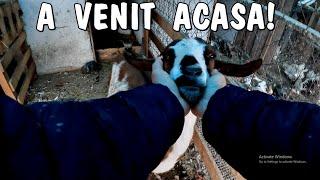 Mini tur la animale +A  venit capra Frumușica acasă + Prima ninsoare din acest sezon